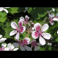 Erodium Pelargoniflorum (fam. Geraniacees) (Asie occ. et centrale) (05)